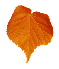 Image showing Autumn tilia leaf