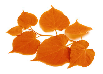 Image showing Autumn sprig of linden-tree