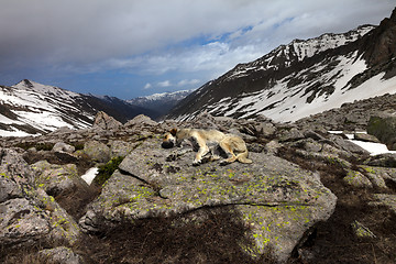 Image showing Dog sleeping on big stone in mountains