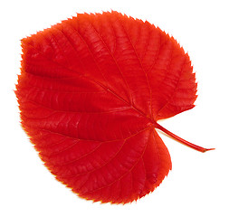 Image showing Red autumn leaf on white