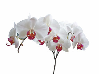 Image showing White Orchid