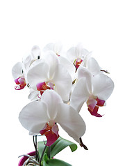 Image showing White Phalaenopsis