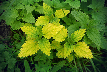 Image showing Green stinging nettle (urtica dioica)