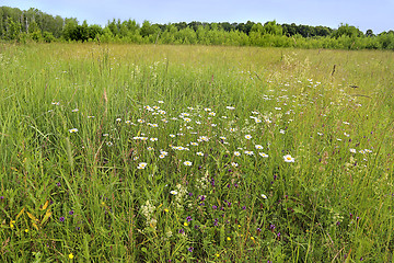 Image showing Beautiful summer landscape