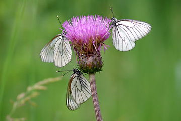 Image showing Three Black-veined White butterflies (Aporia crataegi)