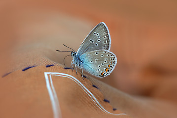 Image showing Close up of Beautiful butterfly 