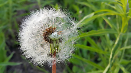 Image showing Overblown dandelion flower