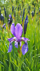 Image showing Flower of iris