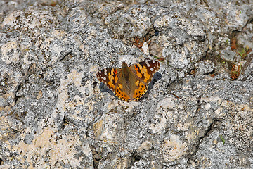 Image showing Butterfly