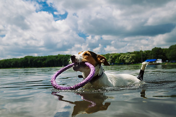 Image showing dog swims in the lake with the ring