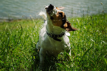 Image showing dog shakes off water after bathing in the river