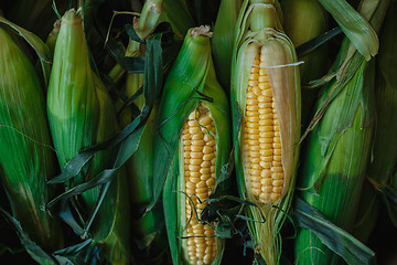 Image showing corn on the cob in sheets