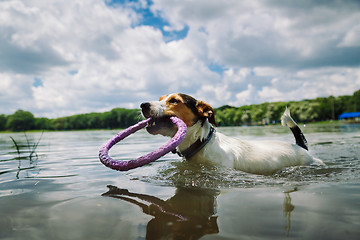 Image showing dog swims in the lake with the ring