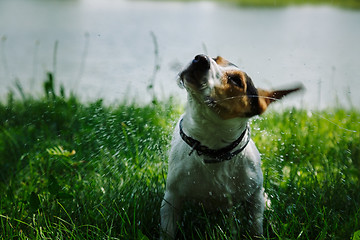 Image showing dog shakes off water after bathing in the river