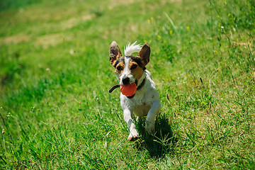 Image showing dog plays with a ball on the grass