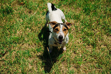 Image showing dog sitting on the grass