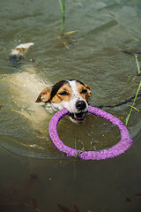 Image showing dog swims in the lake with the ring