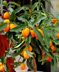 Image showing Kumquat Fruit Tree