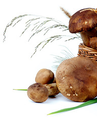 Image showing Raw Boletus Mushrooms