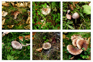 Image showing Collection of Forest Mushrooms