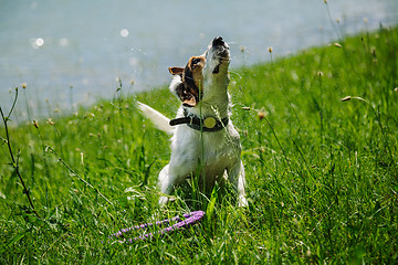 Image showing dog shakes off water after bathing in the river