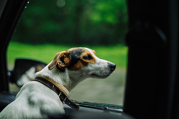 Image showing the dog rides in the car