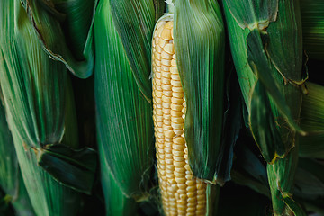 Image showing corn on the cob in sheets