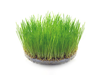 Image showing Sprouted wheat grain in the form of grass