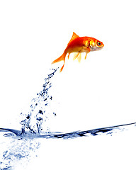 Image showing goldfish jumping out of the water