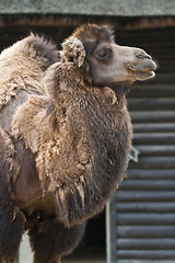 Image showing Camel