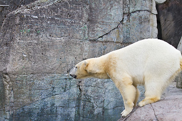 Image showing White bear