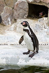 Image showing Penguins ,Sphenisciformes