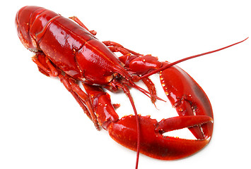 Image showing whole red lobster isolated on white background