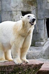 Image showing White bear