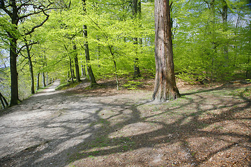 Image showing Spring forest