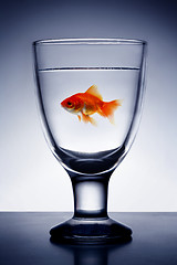 Image showing Goldfish in  Glass pure water