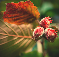 Image showing hazelnut on a tree