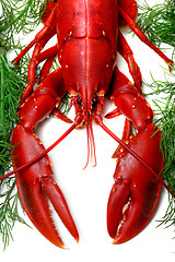 Image showing Lobster being prepped for cooking