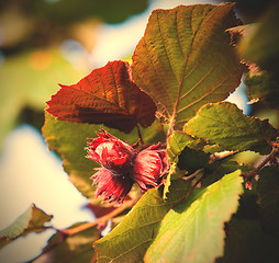 Image showing hazelnuts on a branch