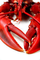 Image showing Lobster being prepped for cooking