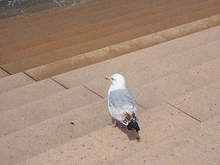 Image showing Seagull bird animal