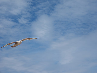 Image showing Seagull bird animal