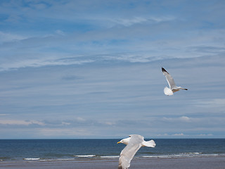 Image showing Seagull bird animal