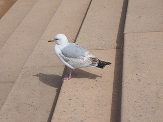 Image showing Seagull bird animal