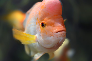 Image showing Orange fish