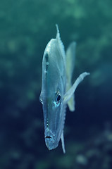 Image showing Coral reef fish