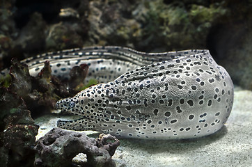 Image showing Moray eel