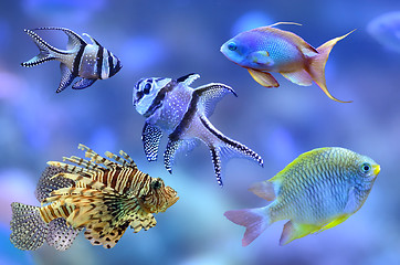 Image showing Coral reef fish