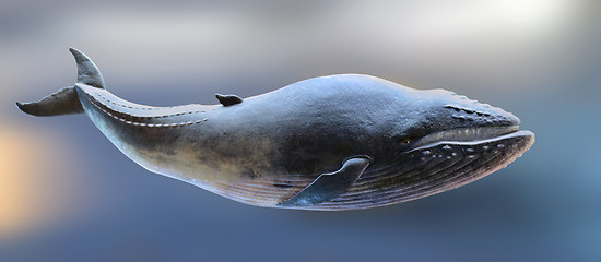 Image showing Whale model