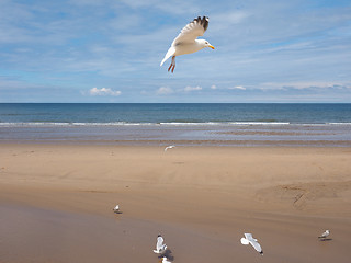 Image showing Seagull bird animal